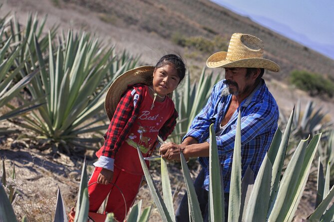 Artisanal Mezcal distillery in an authentic Zapotec village - Agave fields and the setting of the drink