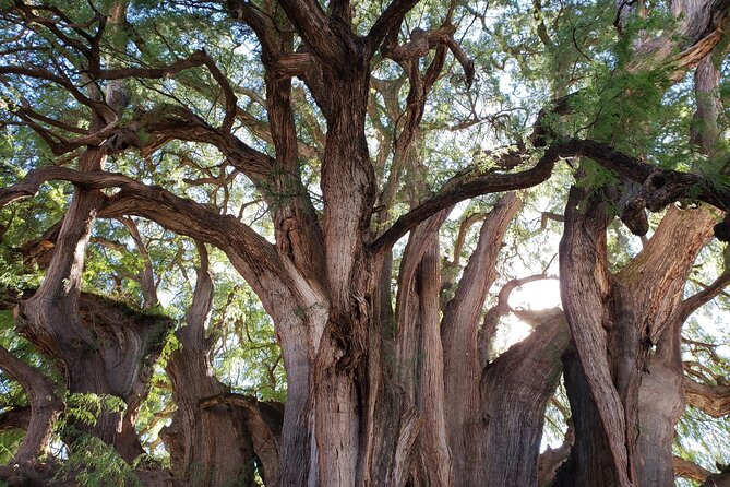 Bike Ride to the Largest Tree in the World - Why this tour feels safer than you’d expect