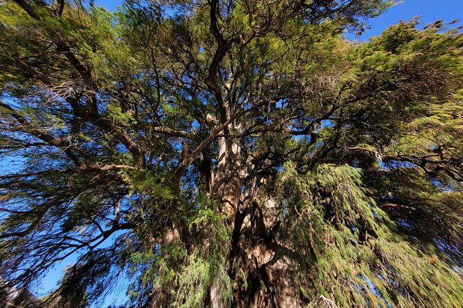 Bike Ride to the Largest Tree in the World - Value check: what you get for $26.87