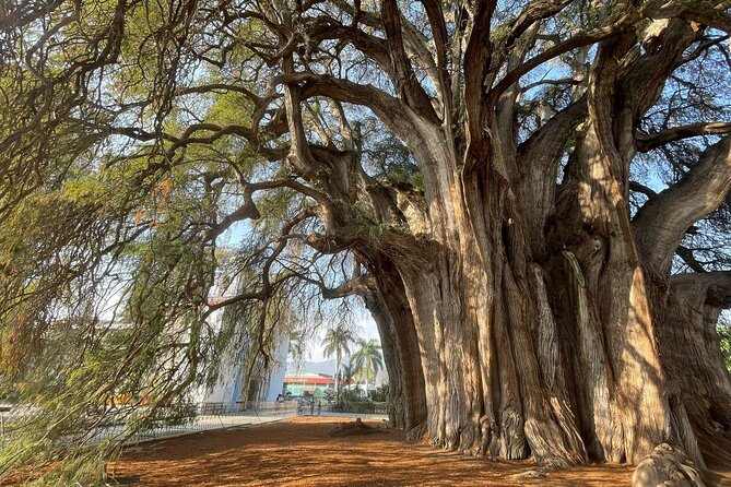 Bike tour to the Tule Tree and the Gastronomic Market - Oaxaca to Santa María del Tule: the ride plan in plain terms