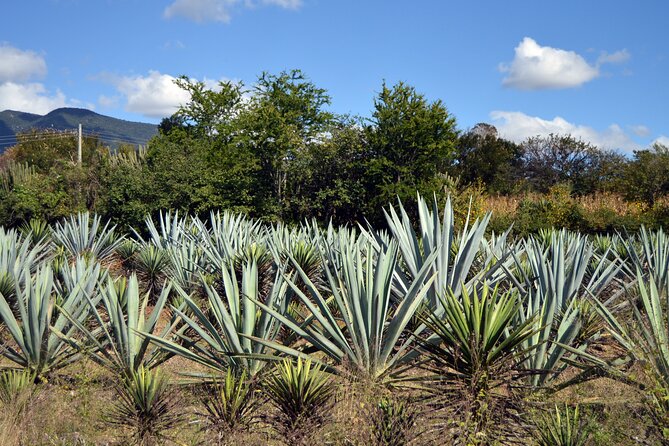 Earth, Corn & Fire: Tasting the Roots of Oaxacan Cuisine - Mercado Sanchez Pascuas: vendor-to-bite energy