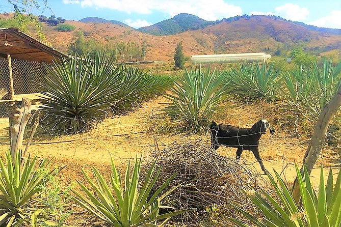 Exclusive Private Tour: Hierve el Agua with Hike, Mezcal & Gastronomy - San Jerónimo Tlacochahuaya: A Monastery Stop With Real Art Details