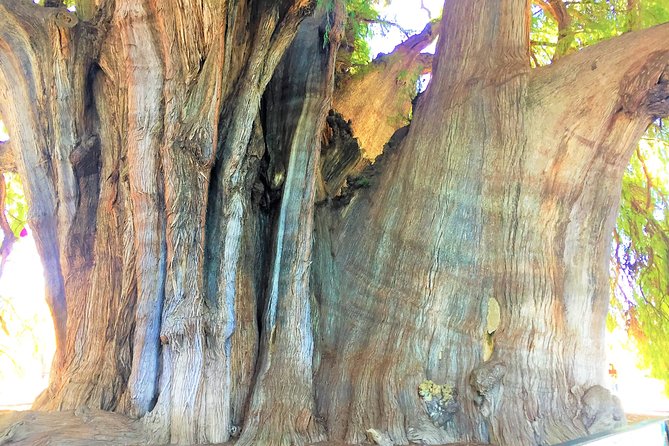 Exclusive Private Tour: Hierve el Agua with Hike, Mezcal & Gastronomy - Santa María del Tule’s Tree: Quick, Iconic, and Worth the Photo