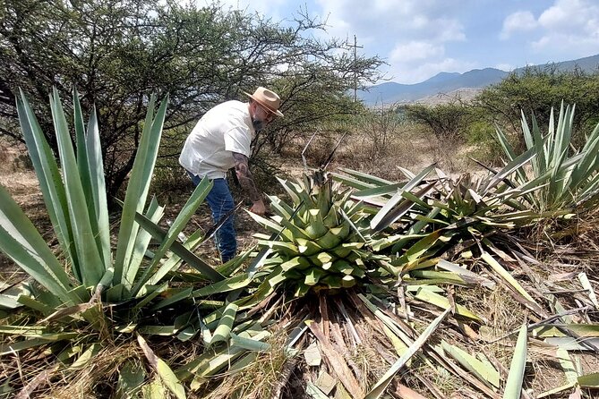 Experience the Mezcal Tour in Oaxaca - Key highlights worth knowing before you go