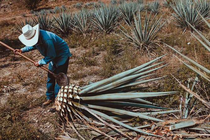 Experience the Mezcal Tour in Oaxaca - Stop 1 near Oaxaca City: big distillery energy with agave-and-history focus