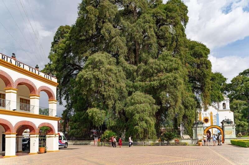 From Oaxaca: City, Mitla, and Mezcal Factory Tour - Key things to look forward to
