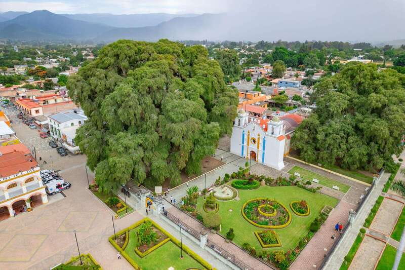 From Oaxaca: City, Mitla, and Mezcal Factory Tour - Why the El Tule Tree Stop Feels Like a Must-See in Oaxaca