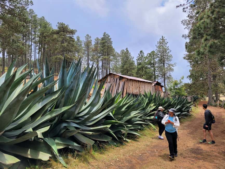 From Oaxaca: Sierra Norte Hike & Indigenous Village Full-Day - Sierra Norte hiking from Oaxaca feels like a fast culture shift