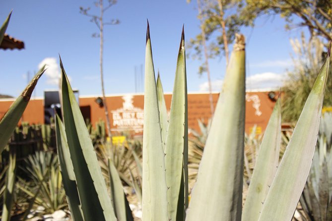 full day tour : Boil the water, Teotitlan, Mezcal, tule and Mitla - A marathon day with strong payoff: what this tour really delivers