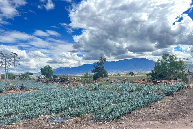 FULL Oaxaca Experience (Small Groups) - Where Mitla and food fit into a full-circuit day