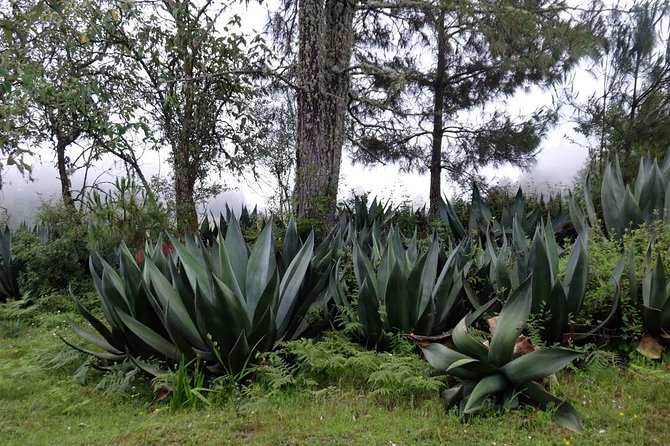 Hike el Camino Real, Latuvi – Lachatao - Who Should Book This Hike