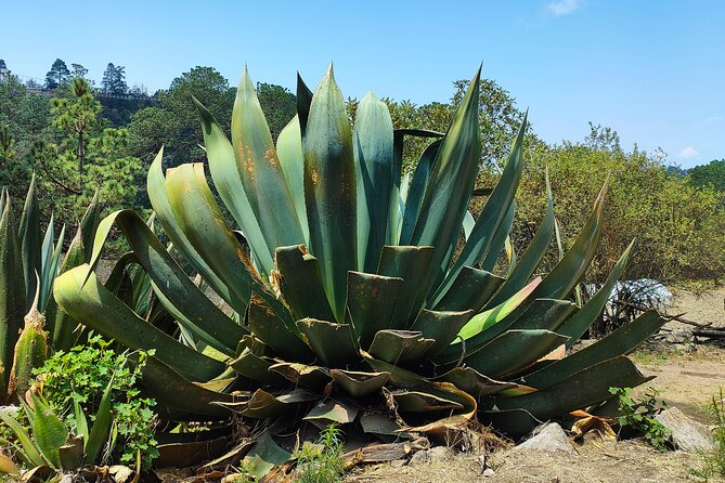 Hike in the Sierra Norte, Cuajimoloyas - Who this hike suits best (and who should rethink it)