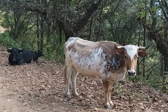 Hiking in Sierra Norte the most spectacular trails in Oaxaca - Who should book this Sierra Norte hike?