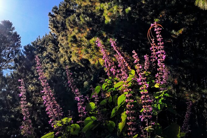 Hiking in the Sierra Norte of Oaxaca - What Luis Fernando points out: plants, fungi, and local knowledge in plain language
