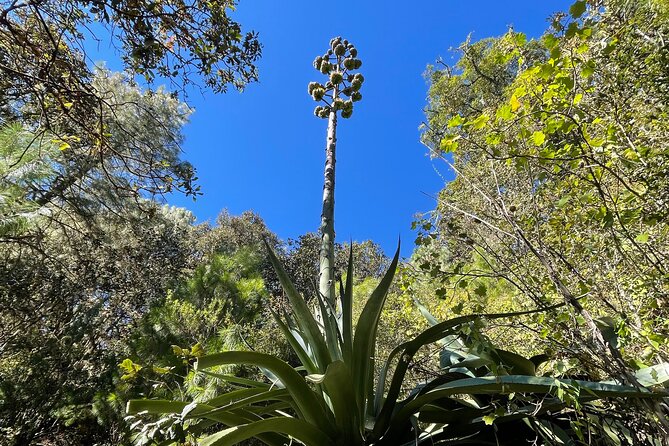 Hiking in the Sierra Norte of Oaxaca - Trail support that keeps you comfortable: poles, water, and rain plans