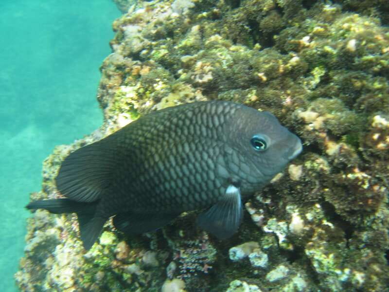 Huatulco: Premium Boat Tour with snorkel experience. - FAQ