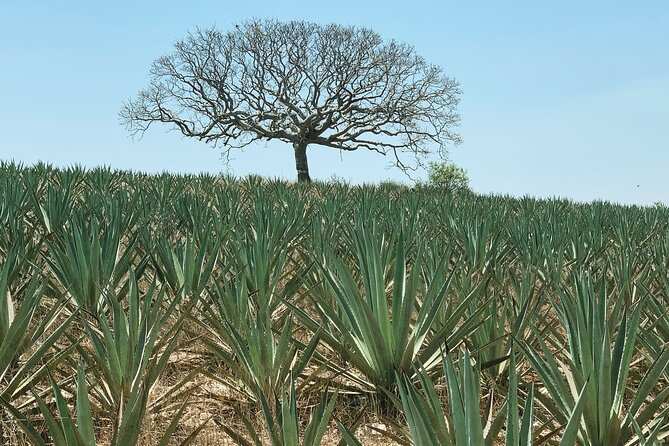 Mezcal Day Experience - San Baltazar Guelavila: Mountain Grill Cooking, Trekking, and Wild Agave Time