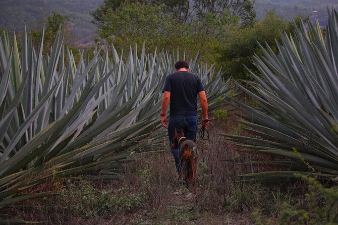 Mezcal Tour Oaxaca - Morning Start at Reforma 403: how the day begins