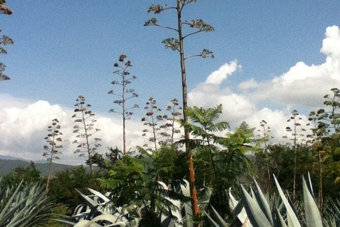 Mezcal Tour Oaxaca - Should you book Mezcal Tour Oaxaca? My take