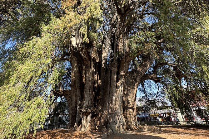 Monte Alban, Mezcal, Tule Tree and Wool Mats Tour - Who this tour fits best
