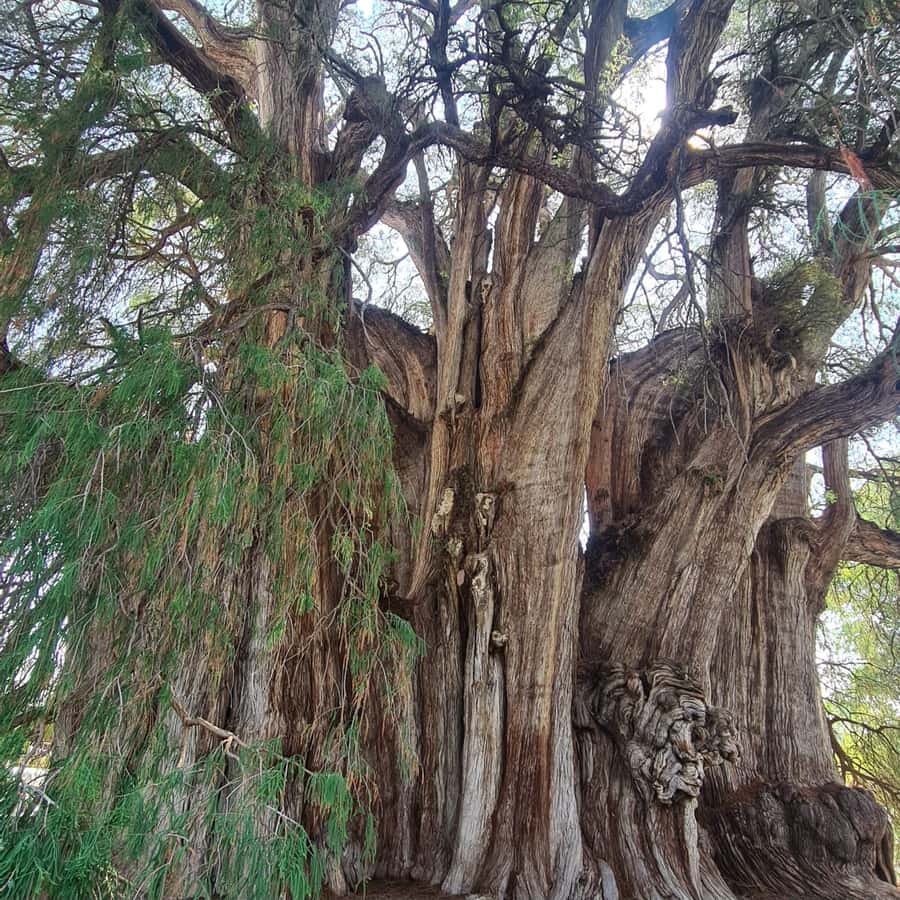 MTB Bike Tour: Tule Tree through the country-side - Key things I’d circle before you go