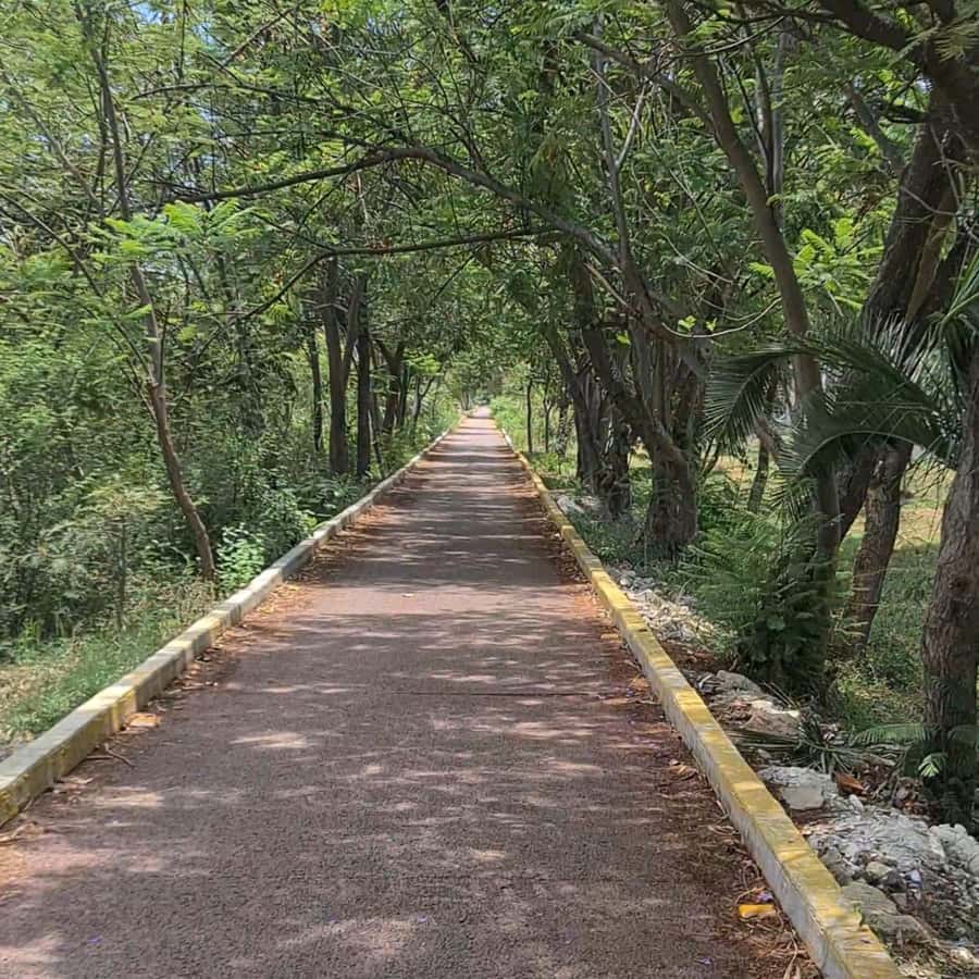 MTB Bike Tour: Tule Tree through the country-side - Bikes, safety, and the kind of guide you’ll actually want