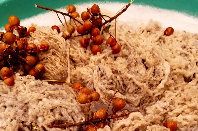 Natural Dyeing and Organic Weaving Workshop in Oaxaca - Natural Dyeing with Plants and Insects (Including Cochineal and Indigo)