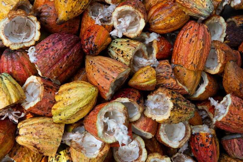 Oaxaca: Chocolate and Ancestral Drinks Tour - Mini Chocolate Bars and the Take-Home Taste Test