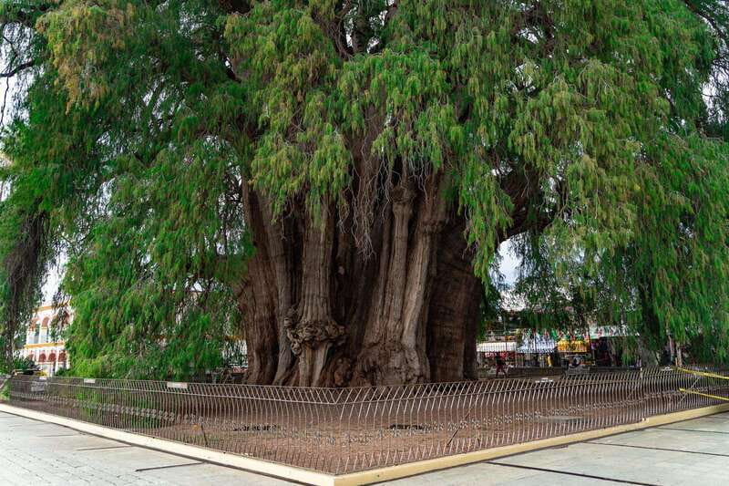 Oaxaca: El Tule tree, Teotitlan Village & Mezcal Tour - Tree of Tule: Where Imagination Becomes Part of the Experience