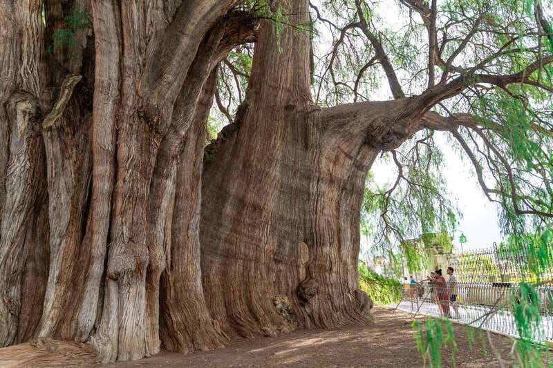 Oaxaca: El Tule tree, Teotitlan Village & Mezcal Tour - Who This Oaxaca Tour Is Best For