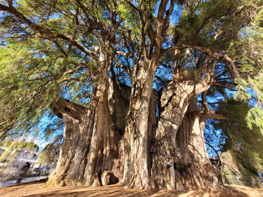 Oaxaca: Guided Bike Tour to the Largest Tree in the World - Meeting at Valterra Excursiones: getting set for a smooth start