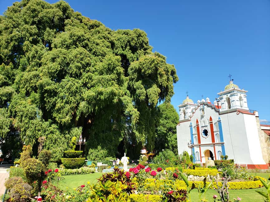 Oaxaca: Guided Bike Tour to the Largest Tree in the World - El Árbol del Tule visit: what the guide makes you notice