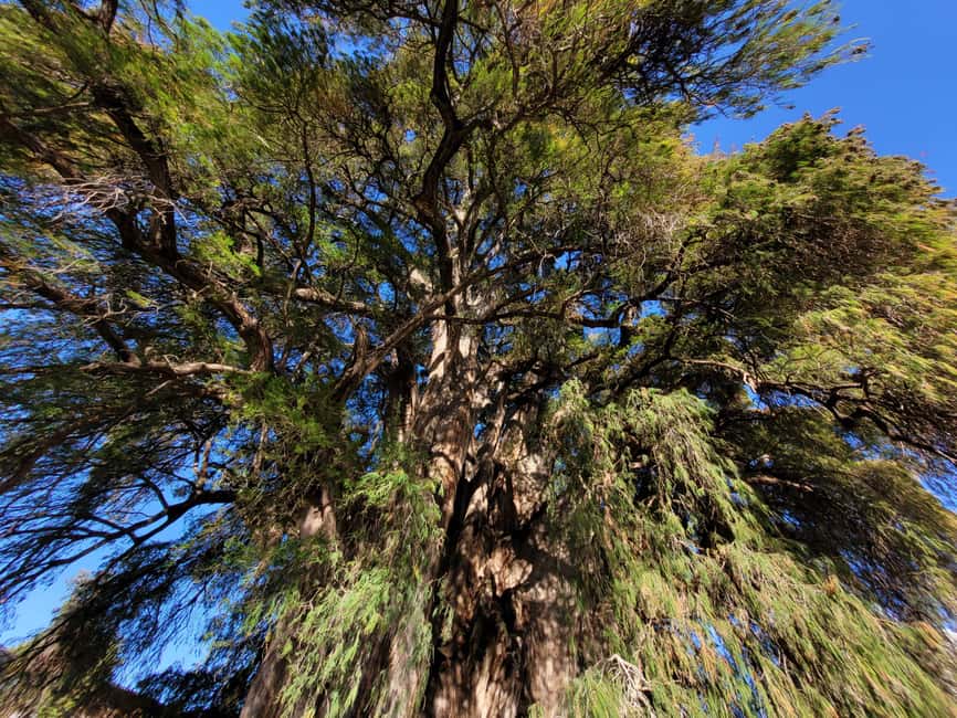 Oaxaca: Guided Bike Tour to the Largest Tree in the World - Should you book the guided bike tour to the widest tree?