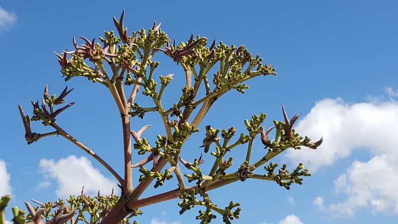 Oaxaca: Mezcal Adventure - Logistics that actually matter: time, heat, and getting around safely
