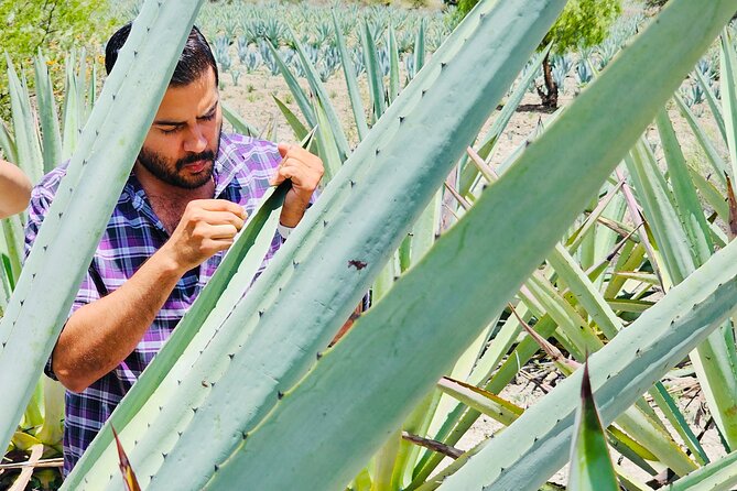 Oaxaca Mezcal & Pulque Tour by Barrel Bus - Barrel Bus transport in Oaxaca’s mezcal zone