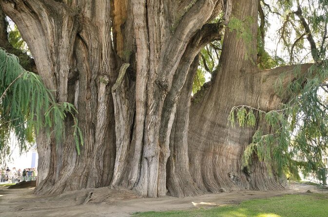 Oaxaca to Tule Tree Bike Tour - 6 hours - Key details that shape your day