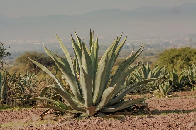 Private Oaxaca Walking Tour with Mezcal Tasting - La Casa de las Artesanías de Oaxaca: hands-on culture without the pressure