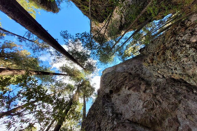 Sierra Norte Hike and Indigenous Village Full-Day Adventure - The 8 km Sierra Norte hike: pine forest, rock work, and real elevation