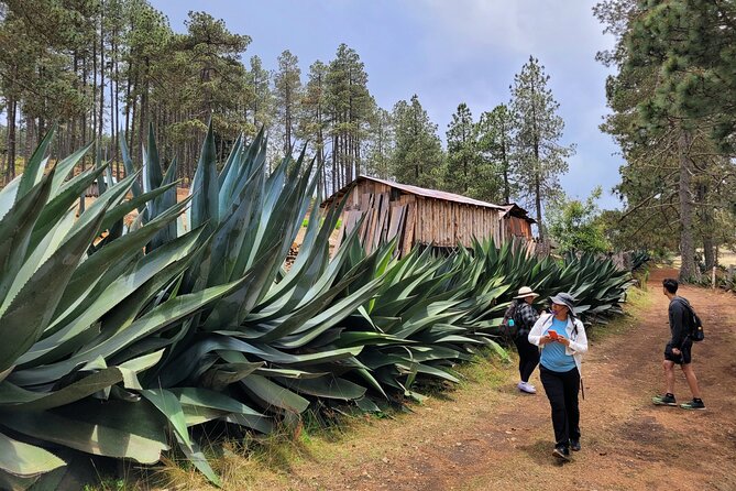 Sierra Norte Hike and Indigenous Village Full-Day Adventure - Price and value: what $107.54 includes (and why that matters)