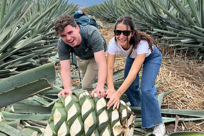 The Mezcal Journey - Campo Enigma: The Agave Walk That Teaches You What to Look For