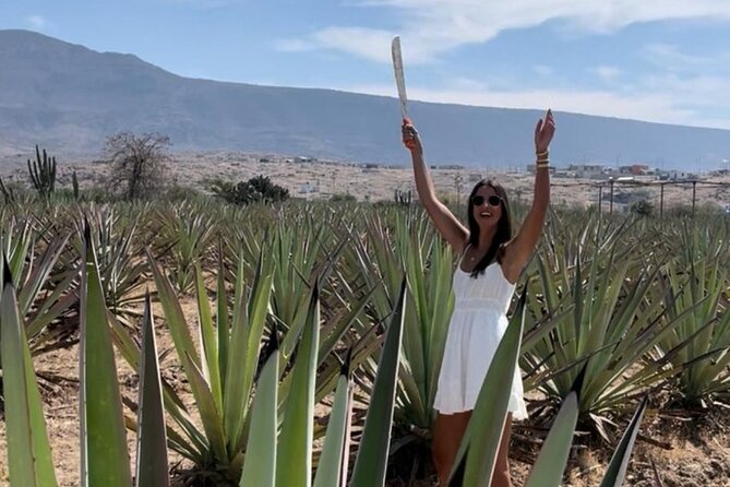 Tradicional Mezcal Experience in Oaxaca-Visit a Family Distillery - San Pablo Villa de Mitla Agave Fields: where the flavor begins