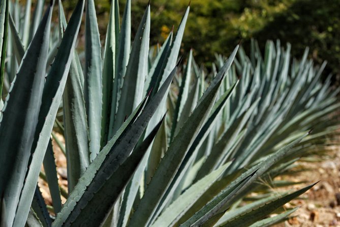Ultimate Hierve el Agua Hike + Mezcal - Price and value: why $227.02 can make sense for this long, active day